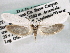  ( - CCDB-22949-H09)  @14 [ ] CreativeCommons - Attribution (2014) CBG Photography Group Centre for Biodiversity Genomics