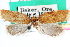  ( - CCDB-24281-A01)  @11 [ ] CreativeCommons - Attribution (2015) CBG Photography Group Centre for Biodiversity Genomics