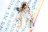  (Aethes heleniana - CCDB-24281-B01)  @14 [ ] CreativeCommons - Attribution (2015) CBG Photography Group Centre for Biodiversity Genomics