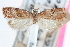  ( - CCDB-24281-B10)  @11 [ ] CreativeCommons - Attribution (2015) CBG Photography Group Centre for Biodiversity Genomics