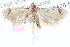  ( - CCDB-24281-C09)  @13 [ ] CreativeCommons - Attribution (2015) CBG Photography Group Centre for Biodiversity Genomics