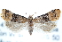  ( - CCDB-24281-D10)  @15 [ ] CreativeCommons - Attribution (2015) CBG Photography Group Centre for Biodiversity Genomics