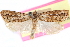  ( - CCDB-24281-E05)  @11 [ ] CreativeCommons - Attribution (2015) CBG Photography Group Centre for Biodiversity Genomics