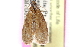  ( - CCDB-24281-F08)  @11 [ ] CreativeCommons - Attribution (2015) CBG Photography Group Centre for Biodiversity Genomics