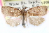  ( - CCDB-24281-F09)  @11 [ ] CreativeCommons - Attribution (2015) CBG Photography Group Centre for Biodiversity Genomics