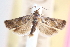  ( - CCDB-24281-G09)  @11 [ ] CreativeCommons - Attribution (2015) CBG Photography Group Centre for Biodiversity Genomics