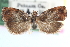 ( - CCDB-24281-G11)  @11 [ ] CreativeCommons - Attribution (2015) CBG Photography Group Centre for Biodiversity Genomics
