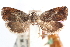  ( - CCDB-24281-G12)  @11 [ ] CreativeCommons - Attribution (2015) CBG Photography Group Centre for Biodiversity Genomics
