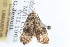  ( - CCDB-24282-A01)  @11 [ ] CreativeCommons - Attribution (2015) CBG Photography Group Centre for Biodiversity Genomics