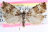  ( - CCDB-24282-A02)  @13 [ ] CreativeCommons - Attribution (2015) CBG Photography Group Centre for Biodiversity Genomics