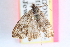  ( - CCDB-24282-A03)  @11 [ ] CreativeCommons - Attribution (2015) CBG Photography Group Centre for Biodiversity Genomics