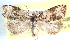  ( - CCDB-24282-A05)  @11 [ ] CreativeCommons - Attribution (2015) CBG Photography Group Centre for Biodiversity Genomics