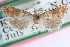  ( - CCDB-24282-C06)  @11 [ ] CreativeCommons - Attribution (2015) CBG Photography Group Centre for Biodiversity Genomics