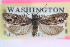  ( - CCDB-24282-D02)  @11 [ ] CreativeCommons - Attribution (2015) CBG Photography Group Centre for Biodiversity Genomics