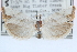  ( - CCDB-24282-D03)  @11 [ ] CreativeCommons - Attribution (2015) CBG Photography Group Centre for Biodiversity Genomics