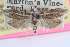  ( - CCDB-24282-D08)  @11 [ ] CreativeCommons - Attribution (2015) CBG Photography Group Centre for Biodiversity Genomics