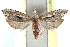  ( - CCDB-24282-D09)  @11 [ ] CreativeCommons - Attribution (2015) CBG Photography Group Centre for Biodiversity Genomics