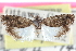  ( - CCDB-24283-C01)  @11 [ ] CreativeCommons - Attribution (2015) CBG Photography Group Centre for Biodiversity Genomics