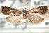  ( - CCDB-24283-D10)  @11 [ ] CreativeCommons - Attribution (2015) CBG Photography Group Centre for Biodiversity Genomics