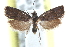  ( - CCDB-24283-D11)  @11 [ ] CreativeCommons - Attribution (2015) CBG Photography Group Centre for Biodiversity Genomics