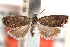  ( - CCDB-24283-E01)  @11 [ ] CreativeCommons - Attribution (2015) CBG Photography Group Centre for Biodiversity Genomics