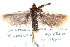  ( - CCDB-24283-F01)  @11 [ ] CreativeCommons - Attribution (2015) CBG Photography Group Centre for Biodiversity Genomics
