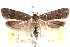  ( - CCDB-24283-G12)  @11 [ ] CreativeCommons - Attribution (2015) CBG Photography Group Centre for Biodiversity Genomics