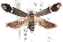 ( - CCDB-24283-H05)  @13 [ ] CreativeCommons - Attribution (2015) CBG Photography Group Centre for Biodiversity Genomics