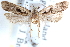  ( - CCDB-24283-H07)  @12 [ ] CreativeCommons - Attribution (2015) CBG Photography Group Centre for Biodiversity Genomics