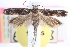  ( - CCDB-24284-A05)  @11 [ ] CreativeCommons - Attribution (2015) CBG Photography Group Centre for Biodiversity Genomics