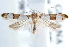  ( - CCDB-24284-A08)  @12 [ ] CreativeCommons - Attribution (2015) CBG Photography Group Centre for Biodiversity Genomics