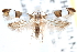  ( - CCDB-24284-A09)  @13 [ ] CreativeCommons - Attribution (2015) CBG Photography Group Centre for Biodiversity Genomics