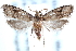  (Carposina bullata - CCDB-24284-D03)  @11 [ ] CreativeCommons - Attribution (2015) CBG Photography Group Centre for Biodiversity Genomics
