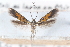  ( - CCDB-24284-E05)  @11 [ ] CreativeCommons - Attribution (2015) CBG Photography Group Centre for Biodiversity Genomics