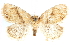  (Packardia ceanothi - CCDB-24284-F05)  @11 [ ] CreativeCommons - Attribution (2015) CBG Photography Group Centre for Biodiversity Genomics