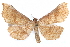  ( - CCDB-24284-H02)  @11 [ ] CreativeCommons - Attribution (2015) CBG Photography Group Centre for Biodiversity Genomics