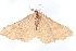  ( - CCDB-24284-H03)  @12 [ ] CreativeCommons - Attribution (2015) CBG Photography Group Centre for Biodiversity Genomics