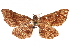  ( - CCDB-24284-H04)  @11 [ ] CreativeCommons - Attribution (2015) CBG Photography Group Centre for Biodiversity Genomics