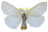  ( - CCDB-24285-A08)  @13 [ ] CreativeCommons - Attribution (2015) CBG Photography Group Centre for Biodiversity Genomics