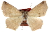  (Antepione comstocki - CCDB-24285-B10)  @11 [ ] CreativeCommons - Attribution (2015) CBG Photography Group Centre for Biodiversity Genomics
