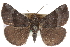  (Hypena madefactalis - CCDB-24285-G09)  @15 [ ] CreativeCommons - Attribution (2015) CBG Photography Group Centre for Biodiversity Genomics