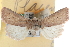  ( - CCDB-24285-H01)  @13 [ ] CreativeCommons - Attribution (2015) CBG Photography Group Centre for Biodiversity Genomics