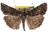  ( - CCDB-24285-H02)  @14 [ ] CreativeCommons - Attribution (2015) CBG Photography Group Centre for Biodiversity Genomics