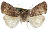  ( - CCDB-24285-H08)  @13 [ ] CreativeCommons - Attribution (2015) CBG Photography Group Centre for Biodiversity Genomics