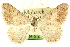  ( - CCDB-24286-A06)  @11 [ ] CreativeCommons - Attribution (2015) CBG Photography Group Centre for Biodiversity Genomics