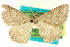  ( - CCDB-24286-A08)  @11 [ ] CreativeCommons - Attribution (2015) CBG Photography Group Centre for Biodiversity Genomics