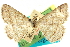  ( - CCDB-24286-A09)  @11 [ ] CreativeCommons - Attribution (2015) CBG Photography Group Centre for Biodiversity Genomics