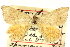  ( - CCDB-24286-A11)  @11 [ ] CreativeCommons - Attribution (2015) CBG Photography Group Centre for Biodiversity Genomics