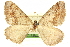  ( - CCDB-24286-A12)  @11 [ ] CreativeCommons - Attribution (2015) CBG Photography Group Centre for Biodiversity Genomics