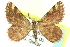  ( - CCDB-24286-B03)  @14 [ ] CreativeCommons - Attribution (2015) CBG Photography Group Centre for Biodiversity Genomics
